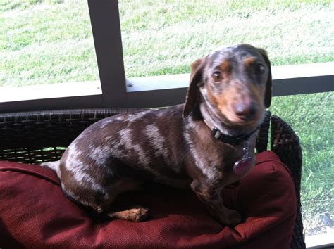 To speak with one of our Family Advisors about senior living options and costs in <b>Fenton</b>, call (855) 948-3865. . Dachshunds needing homes near fenton mo
